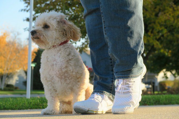 What Wisconsin Moms Need to Know About Keeping Their Dogs Active and Vibrant Through the Years