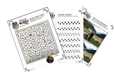 call of the wild activity sheets