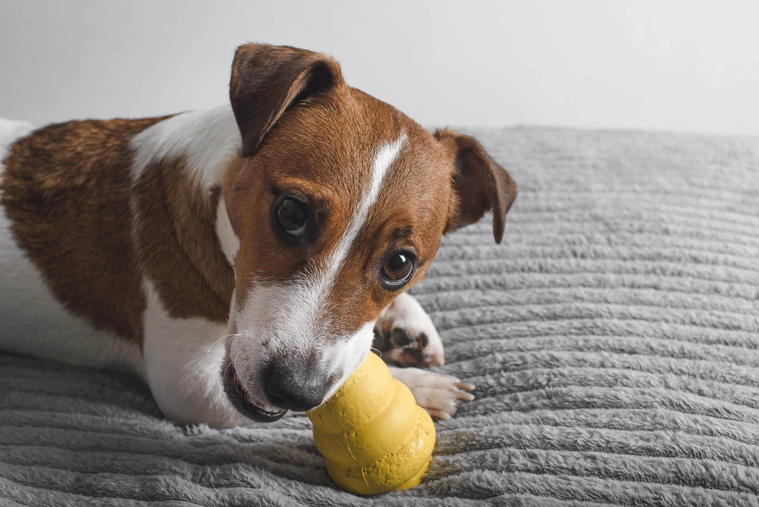 Why Durable, High‑Quality Dog Gear Matters