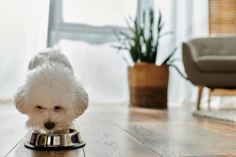 What Real Food Does for Your Dog&rsquo;s Health