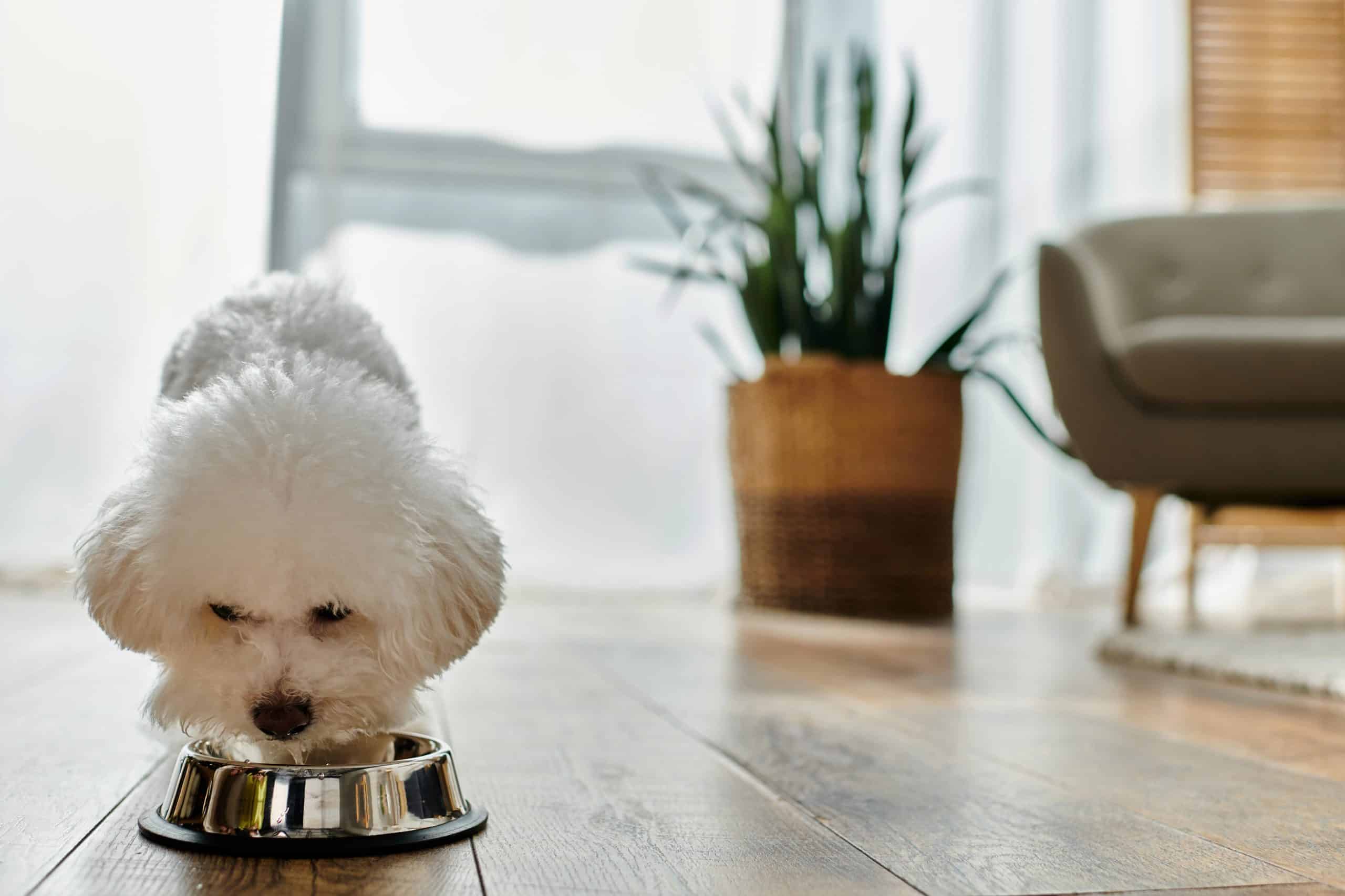 What Real Food Does for Your Dog&rsquo;s Health