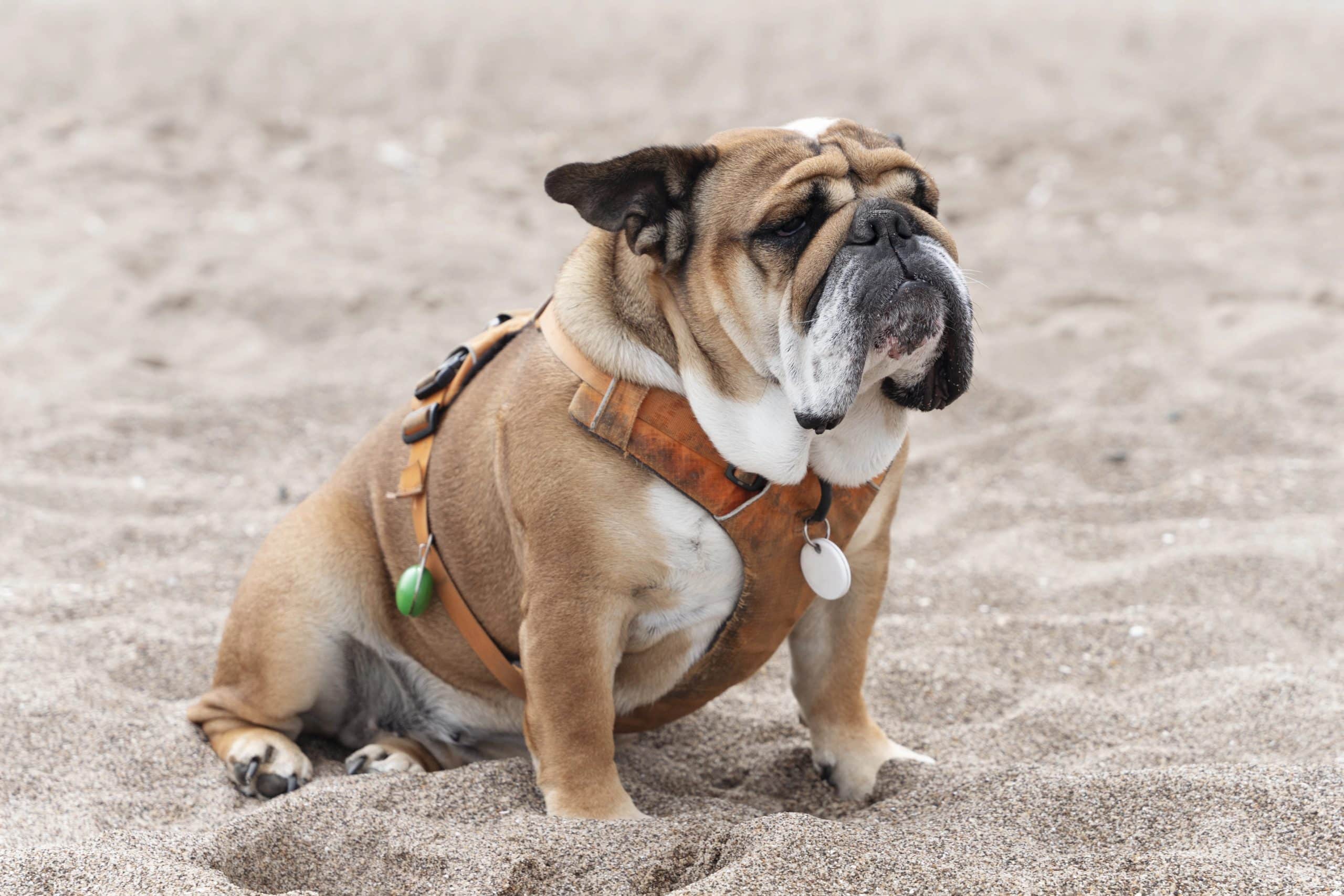 Why the Right Dog Harness Makes Family Walks Easier and Safer