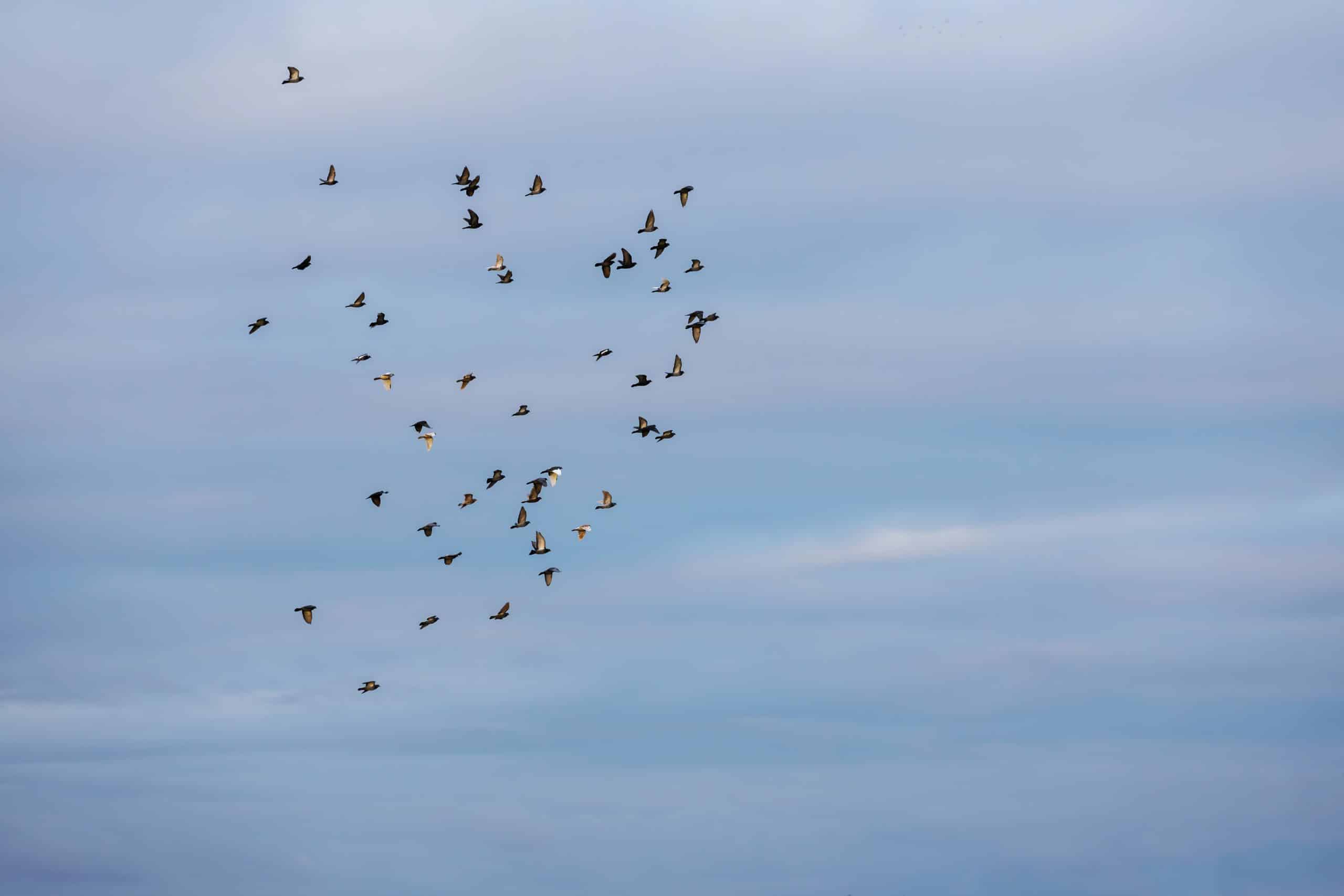 The Benefits of Investing in Expert Bird Control Solutions