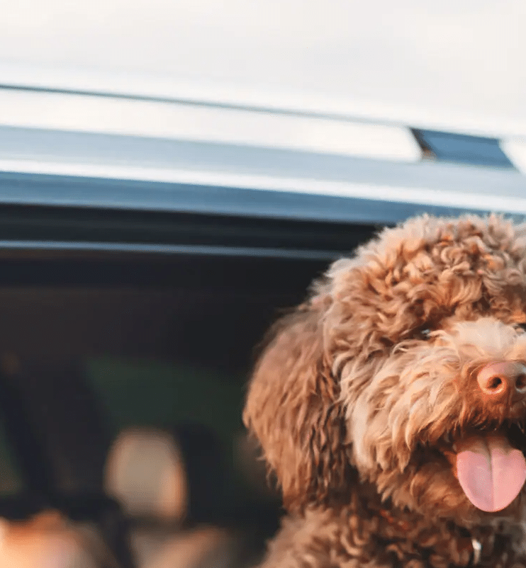 Family Travel With Pets: When To Bring Them And When To Book Care